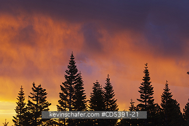 OREGON, SCENIC: Sunrise and alpine trees, ca. 4000 feet, Mt. Hood National Forest, Oregon