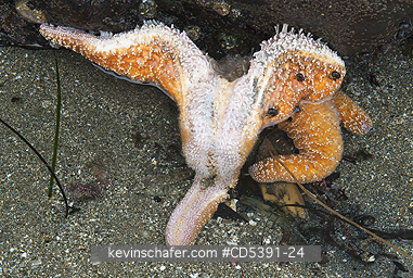 WILDLIFE, SEASTAR: Ochre Seastar (Pisaster ochraceus) suffering from \\\