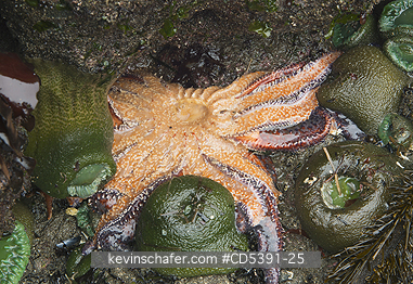 WILDLIFE, SEASTAR: Ochre Seastar (Pisaster ochraceus) suffering from \
