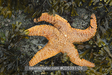 WILDLIFE, SEASTAR: Ochre Seastar (Pisaster ochraceus) Shi Shi Beach, Olympic National Park, Washington