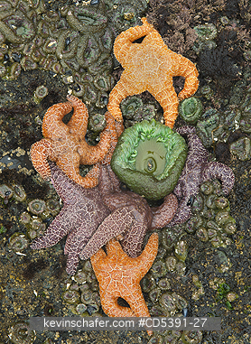 SEASTARS: Ochre Seastars (Pisaster ochraceus)  and anemones, Shi Shi Beach, Olympic National Park, Washington
