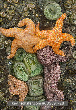 SEASTARS: Ochre Seastars (Pisaster ochraceus)  and anemones, Shi Shi Beach, Olympic National Park, Washington