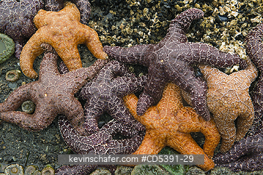 SEASTARS: Ochre Seastars (Pisaster ochraceus), Shi Shi Beach, Olympic National Park, Washington