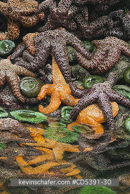 SEASTARS: Ochre Seastars (Pisaster ochraceus)  and anemones, in Portage Head tidepool, Shi Shi Beach, Olympic National Park, Washington
