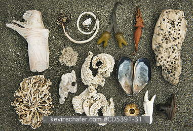 WASHINGTON, SCENIC: Shells and beach debris, Shi Shi Beach, Olympic National Park, Washington