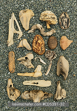 WASHINGTON, SCENIC: Wood fragments and flotsam. Shi Shi Beach, Olympic National Park, Washington