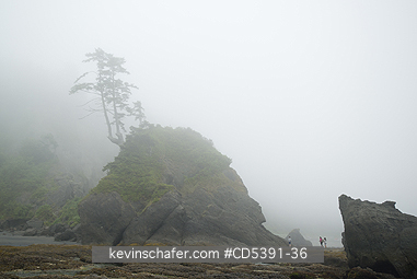 WASHINGTON, SCENIC: Fog at Portage Head, Shi Shi Beach, Olympic National Park,   Olympic Peninsula, Washington