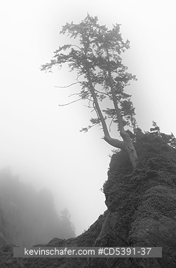 WASHINGTON, SCENIC: Fog and tree-covered sea stack, Portage Head, Shi Shi Beach, Olympic National Park,   Olympic Peninsula, Washington