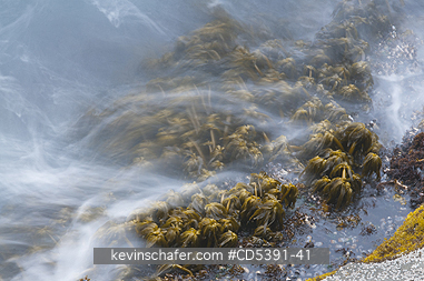 WASHINGTON, SCENIC: Sea Palms (Postelsia palmaeformis) in surf, Cape Flattery, NW Point of 48 States, Olympic Peninsula, Washington