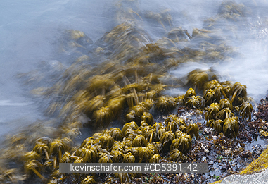 WASHINGTON, SCENIC: Sea Palms (Postelsia palmaeformis) in surf, Cape Flattery, NW Point of 48 States, Olympic Peninsula, Washington