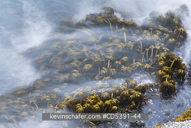 WASHINGTON, SCENIC: Sea Palms (Postelsia palmaeformis) in surf, Cape Flattery, NW Point of 48 States, Olympic Peninsula, Washington