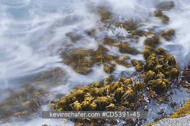 WASHINGTON, SCENIC: Sea Palms (Postelsia palmaeformis) in surf, Cape Flattery, NW Point of 48 States, Olympic Peninsula, Washington