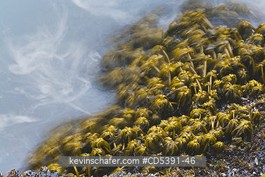 WASHINGTON, SCENIC: Sea Palms (Postelsia palmaeformis) in surf, Cape Flattery, NW Point of 48 States, Olympic Peninsula, Washington