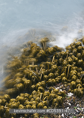 WASHINGTON, PLANTS: Sea Palms (Postelsia palmaeformis) in surf, Cape Flattery, NW Point of 48 States, Olympic Peninsula, Washington