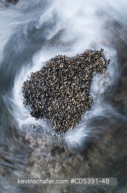 WASHINGTON, LANDSCAPE: Mussel bed in surge,    Cape Flattery, NW Point of 48 States, Olympic Peninsula, Washington