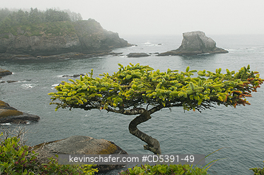 WASHINGTON, SCENIC: Gnarled tree, Cape Flattery, NW Point of 48 States, Olympic Peninsula, Washington