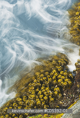 WASHINGTON, SCENIC: Sea Palms (Postelsia palmaeformis) in surf, Cape Flattery, NW Point of 48 States, Olympic Peninsula, Washington
