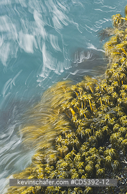 WASHINGTON, COAST: Sea Palms (Postelsia palmaeformis) in surf, Cape Flattery, NW Point of 48 States, Olympic Peninsula, Washington