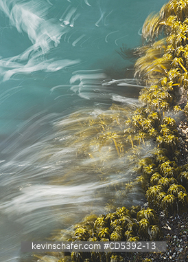 WASHINGTON, COAST: Sea Palms (Postelsia palmaeformis) in surf, Cape Flattery, NW Point of 48 States, Olympic Peninsula, Washington