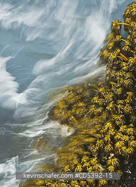WASHINGTON, COAST: Sea Palms (Postelsia palmaeformis) in surf, Cape Flattery, NW Point of 48 States, Olympic Peninsula, Washington