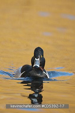 BIRD, DUCK: Ring-necked Duck (Aythya collaris)  Vancouver Island, late winter