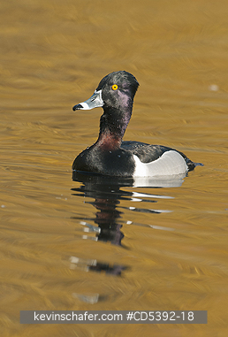BIRDS, DUCK: Ring-necked Duck (Aythya collaris)  Vancouver Island, late winter