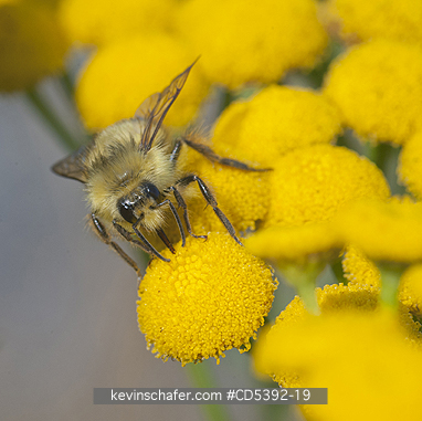 INSECT, BUMBLEBEE: Bumble Bee on Common Tansy (Chrysanthemum vulgare) Deception Pass State Park, Washington