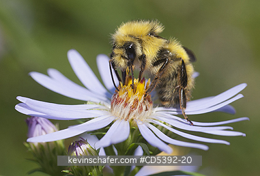 INSECT, BUMBLEBEE: Bumble Bee on ASTER, Deception Pass State Park, Washington