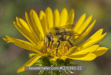 INSECT, BUMBLEBEE: Bumble Bee on Gumweed flower (Grindelia integrifolia), Deception Pass State Park, Washington