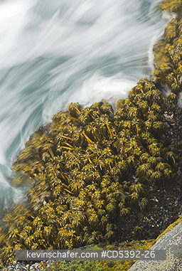 WASHINGTON, COAST: Sea Palms (Postelsia palmaeformis) in surf, Cape Flattery, NW Point of 48 States, Olympic Peninsula, Washington