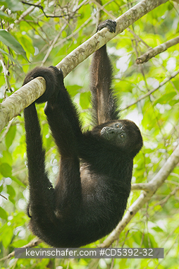 MONKEY, HOWLER: Guatemalan Black Howler Monkey (Alouatta pigra) Endangered, Wild, Community Baboon Sanctuary, Belize, Central America, Adult Female