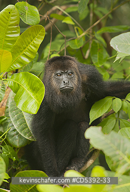 MONKEY, HOWLER: Guatemalan Black Howler Monkey (Alouatta pigra) Endangered, Wild, Community Baboon Sanctuary, Belize, Central America
