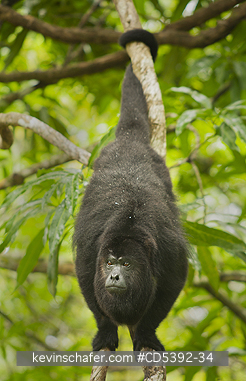 MONKEY, HOWLER: Guatemalan Black Howler Monkey (Alouatta pigra) Endangered, Wild, Community Baboon Sanctuary, Belize, Central America, Dominant Male