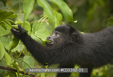 MONKEY, HOWLER: Guatemalan Black Howler Monkey (Alouatta pigra) Endangered, Wild, Community Baboon Sanctuary, Belize, Central America, Young monkey feeding