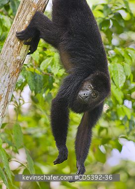 MONKEY, HOWLER: Guatemalan Black Howler Monkey (Alouatta pigra) Endangered, Wild, Community Baboon Sanctuary, Belize, Central America