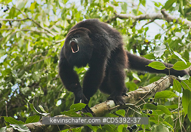 MONKEY, HOWLER: Guatemalan Black Howler Monkey (Alouatta pigra) Endangered, Wild, Community Baboon Sanctuary, Belize, Central America, Dominant Male howling