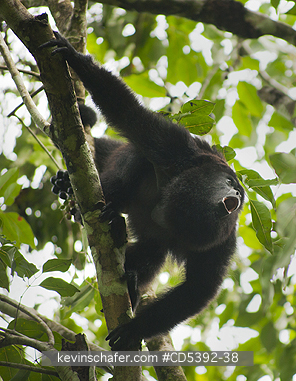 MONKEY, HOWLER: Guatemalan Black Howler Monkey (Alouatta pigra) Endangered, Wild, Community Baboon Sanctuary, Belize, Central America, Howling male