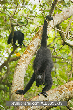 MONKEY, HOWLER: Guatemalan Black Howler Monkey (Alouatta pigra) Endangered, Wild, Community Baboon Sanctuary, Belize, Central America