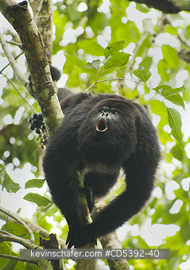 MONKEY, HOWLER: Guatemalan Black Howler Monkey (Alouatta pigra) Endangered, Wild, Community Baboon Sanctuary, Belize, Central America, Dominant male howling