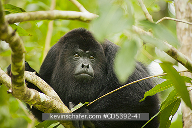 MONKEY, HOWLER: Guatemalan Black Howler Monkey (Alouatta pigra) Endangered, Wild, Community Baboon Sanctuary, Belize, Central America, Dominant male
