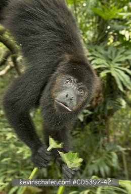 MONKEY, HOWLER: Guatemalan Black Howler Monkey (Alouatta pigra) Endangered, Wild, Community Baboon Sanctuary, Belize, Central America, female feeding