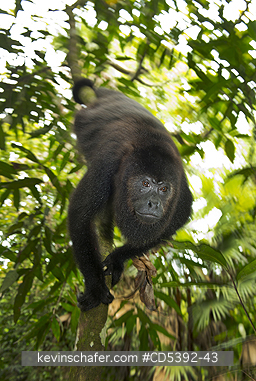 MONKEY, HOWLER: Guatemalan Black Howler Monkey (Alouatta pigra) Endangered, Wild, Community Baboon Sanctuary, Belize, Central America, female hanging upside down