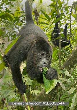 MONKEY, HOWLER: Guatemalan Black Howler Monkey (Alouatta pigra) Endangered, Wild, Community Baboon Sanctuary, Belize, Central America, female feeding on leaves