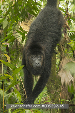 MONKEY, HOWLER: Guatemalan Black Howler Monkey (Alouatta pigra) Endangered, Wild, Community Baboon Sanctuary, Belize, Central America, female hanging down