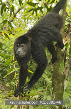 MONKEY, HOWLER: Guatemalan Black Howler Monkey (Alouatta pigra) Endangered, Wild, Community Baboon Sanctuary, Belize, Central America