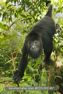 MONKEY, HOWLER: Guatemalan Black Howler Monkey (Alouatta pigra) Endangered, Wild, Community Baboon Sanctuary, Belize, Central America
