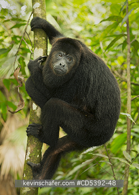MONKEY, HOWLER: Guatemalan Black Howler Monkey (Alouatta pigra) Endangered, Wild, Community Baboon Sanctuary, Belize, Central America, Adult female