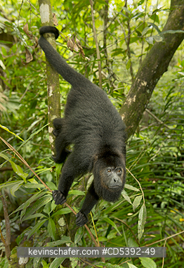MONKEY, HOWLER: Guatemalan Black Howler Monkey (Alouatta pigra) Endangered, Wild, Community Baboon Sanctuary, Belize, Central America