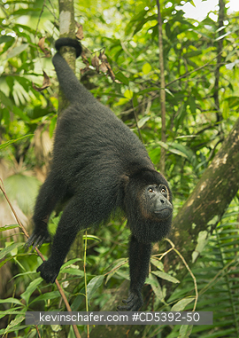 MONKEY, HOWLER: Guatemalan Black Howler Monkey (Alouatta pigra) Endangered, Wild, Community Baboon Sanctuary, Belize, Central America
