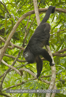 MONKEY, HOWLER: Guatemalan Black Howler Monkey (Alouatta pigra) Endangered, Wild, Community Baboon Sanctuary, Belize, Central America